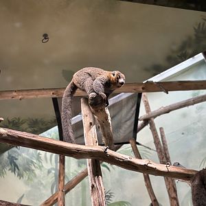 Mongoose Lemur