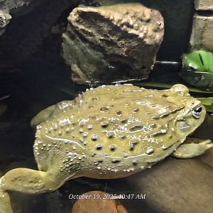 African Bullfrog - Rainforest Adventures