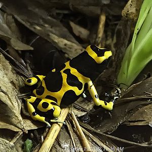 Bumblebee Poison Dart Frog - Rainforest Adventures