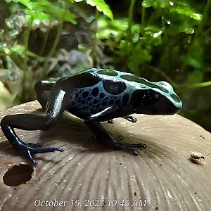 Dyeing Poison Dart Frog - Rainforest Adventures