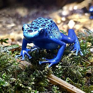 Blue Poison Dart Frog - Rainforest Adventures
