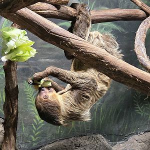 Linnaeus's Two-toed Sloth - Rainforest Adventures