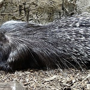 African Crested Porcupine - Rainforest Adventures