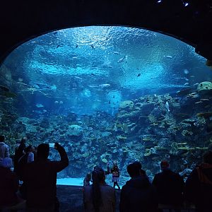 'The Reef' main viewing window (Ocean Pavilion)