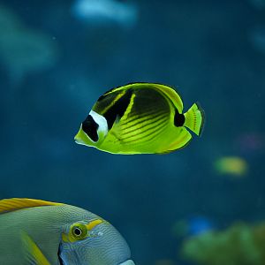 Raccoon Butterflyfish