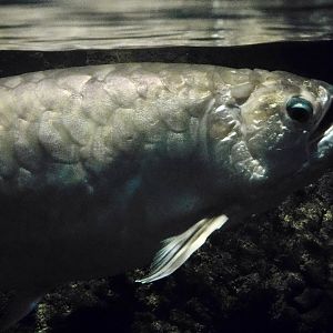 Asian Arowana (Scleropages formosus) October 26, 2025