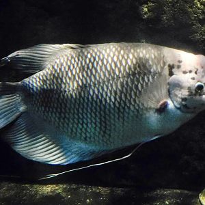 Giant Gourami (Osphronemus goramy) October 26, 2025