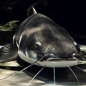 Redtail Catfish (Phractocephalus hemioliopterus) October 26, 2025