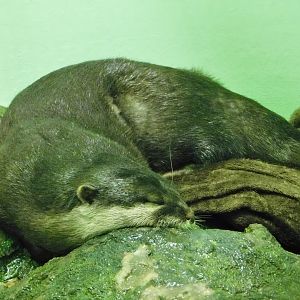 Asian Small-Clawed Otter (Aonyx cinerea) October 26, 2025