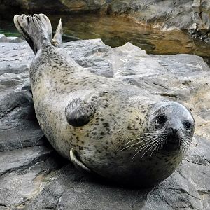 Spotted Seal (Phoca largha) October 26, 2025