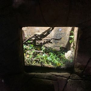 1st half of python exhibit