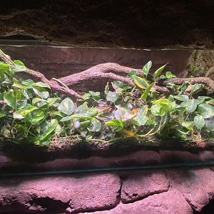 2nd half of python exhibit