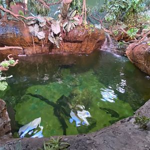 2nd part of Antillean manatee enclosure