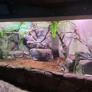 Prehensile-tailed porcupine enclosure