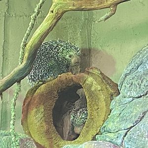 Prehensile-tailed porcupine