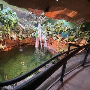 Spectacled caiman enclosure