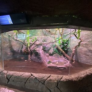 Geoffrey’s marmoset enclosure