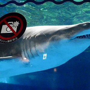 Sand Tiger Shark (Carcharias taurus) October 26, 2025