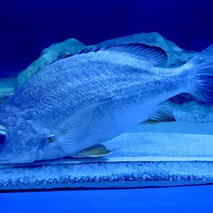 Blacktail Snapper (Lutjanus fulvus) October 26, 2025