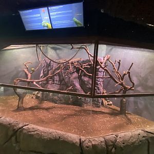 Blue and gold macaw and yellow-naped Amazon aviary