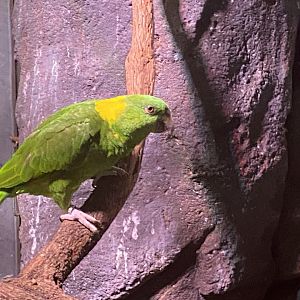 Yellow-naped Amazon