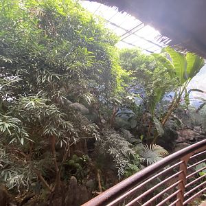 South American rainforest enclosure