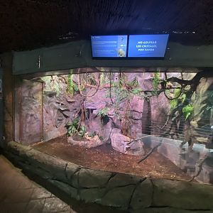 2nd Pygmy marmoset enclosure