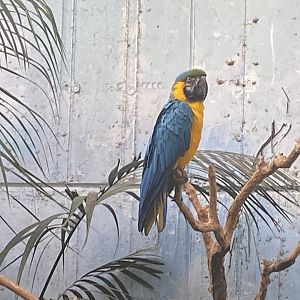 Blue and gold macaw