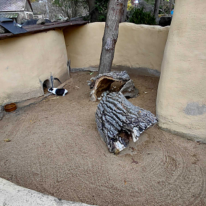 Domestic guinea pig exhibit
