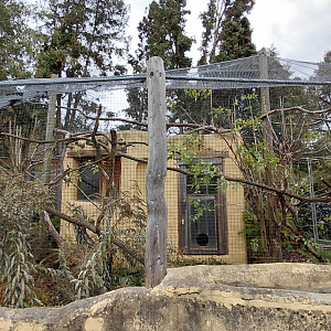 Kookaburra + pheasant aviary