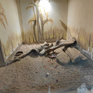 Chacoan mara indoor exhibit