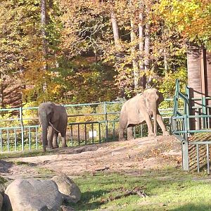 Asian & African Elephant