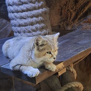 Sand Cat