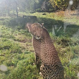 Cheetah