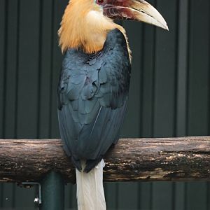 Blyth's hornbill (Rhyticeros plicatus) - Brook Valley Zoo