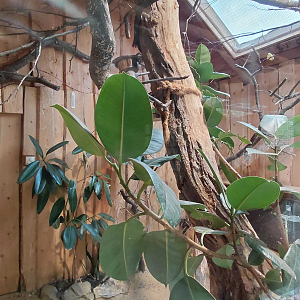Bali myna exhibit
