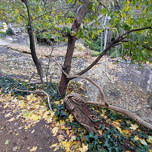Felid exhibits from above