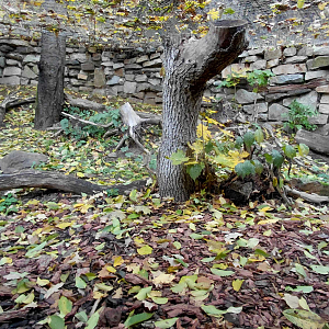 European wildcat exhibit