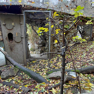 European wildcat exhibit