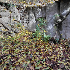 Amur leopard cat exhibit