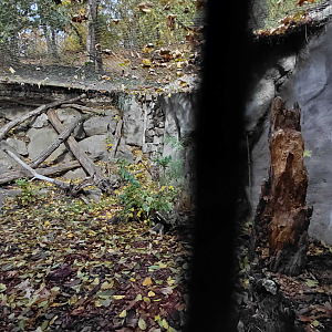 Amur leopard cat exhibit
