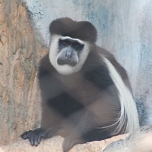 Mt. Kenya guereza  (Colobus guereza kikuyuensis)