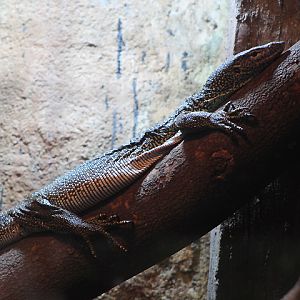 Mangrove monitor (Varanus indicus)