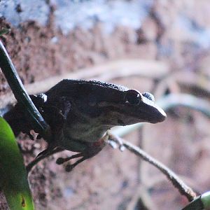 Copper-cheeked frog (Chalcorana chalconota)