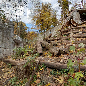 Sun bear outdoor exhibit