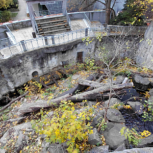Sun bear outdoor exhibit