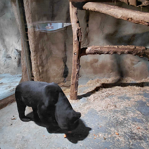 Sun bear indoor exhibit