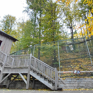 Iberian wolf exhibit