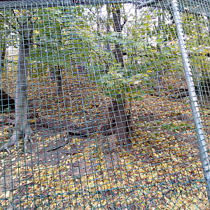 Iberian wolf exhibit