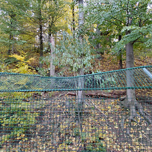 Iberian wolf exhibit